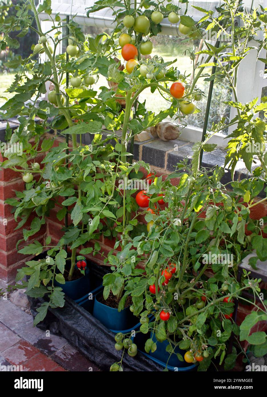 Pomodori che maturano sulla vite nel rifugio di una serra Foto Stock