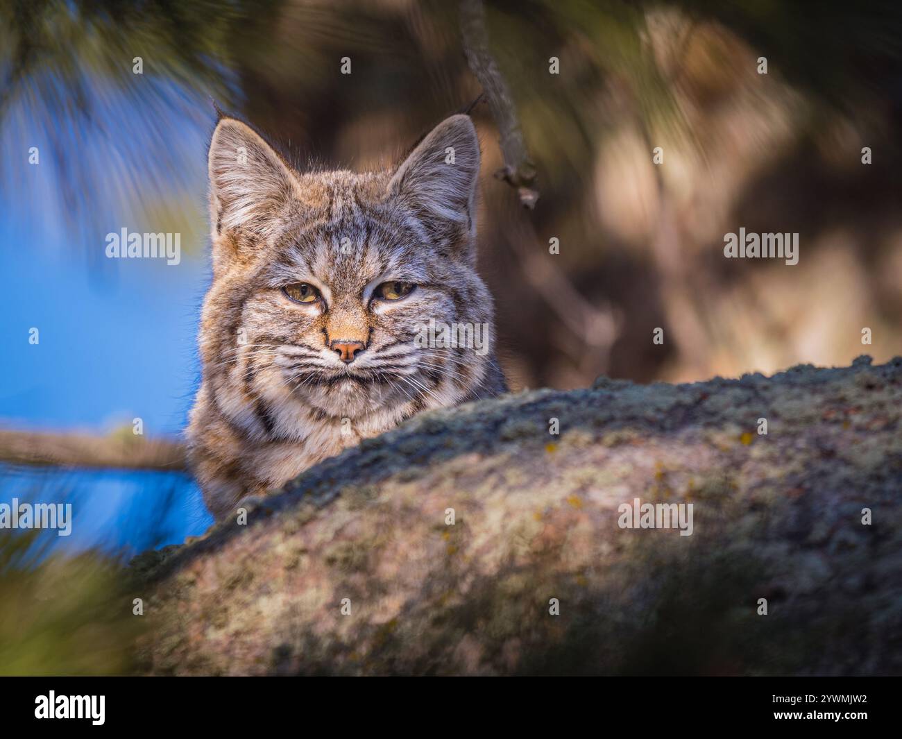 bobcat in un prato che fissa Foto Stock