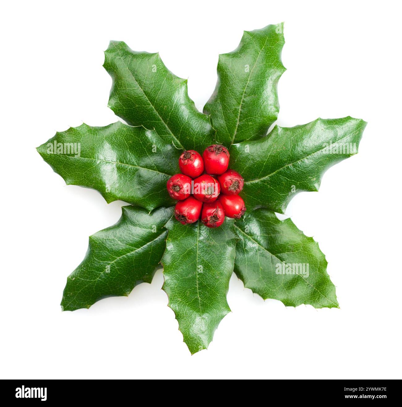La bacca di Holly lascia la decorazione natalizia isolata su sfondo bianco Foto Stock