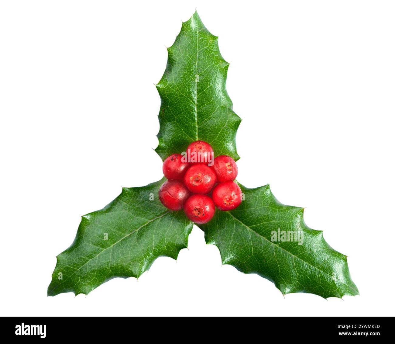La bacca di Holly lascia la decorazione natalizia isolata su sfondo bianco Foto Stock