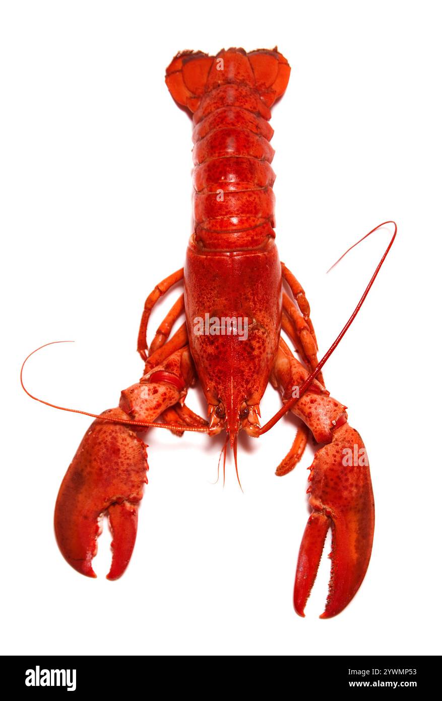 Red Lobster isolati su sfondo bianco Foto Stock