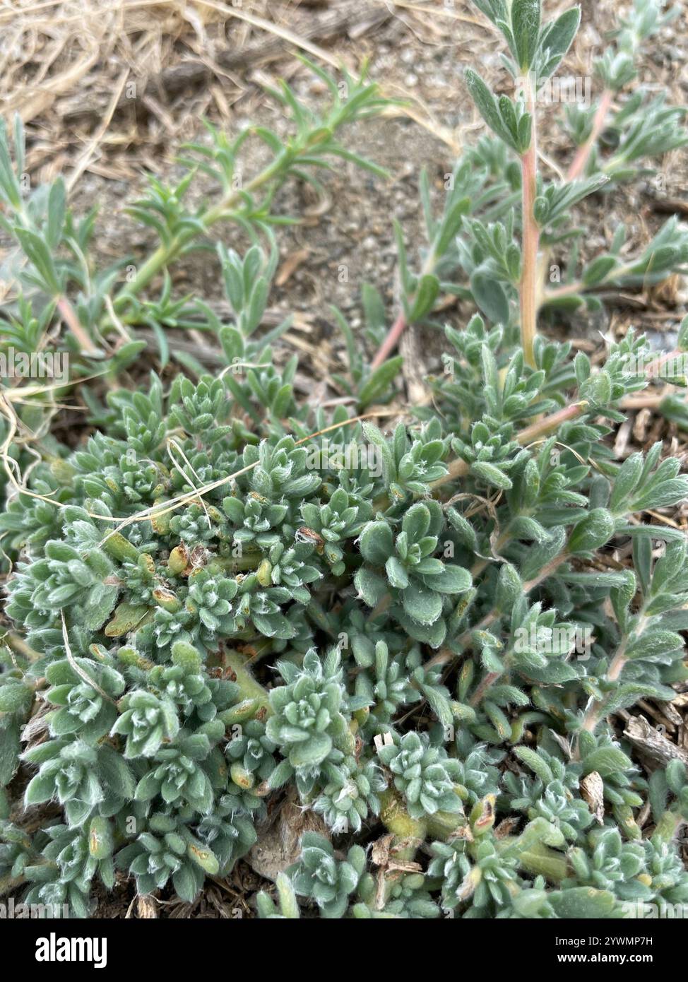Fivehorn smotherweed (Bassia hyssopifolia) Foto Stock