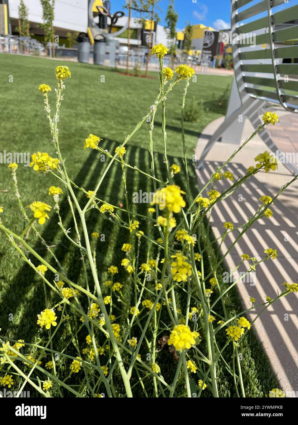 Famiglia della senape (Brassicaceae) Foto Stock