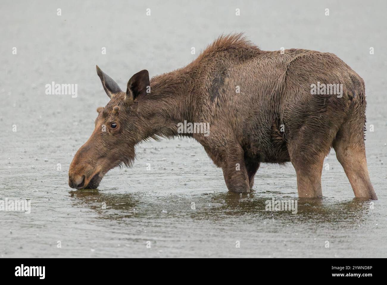 Un giovane toro Moose cerca cibo in una mattina piovosa nel Maine. Foto Stock