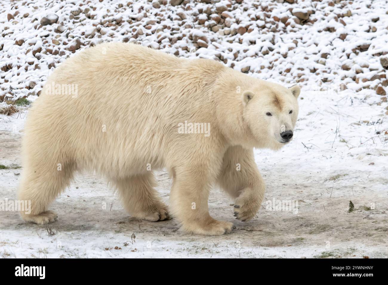 La giovane orsa polare adulta cammina sulla neve e sul ghiaccio Foto Stock