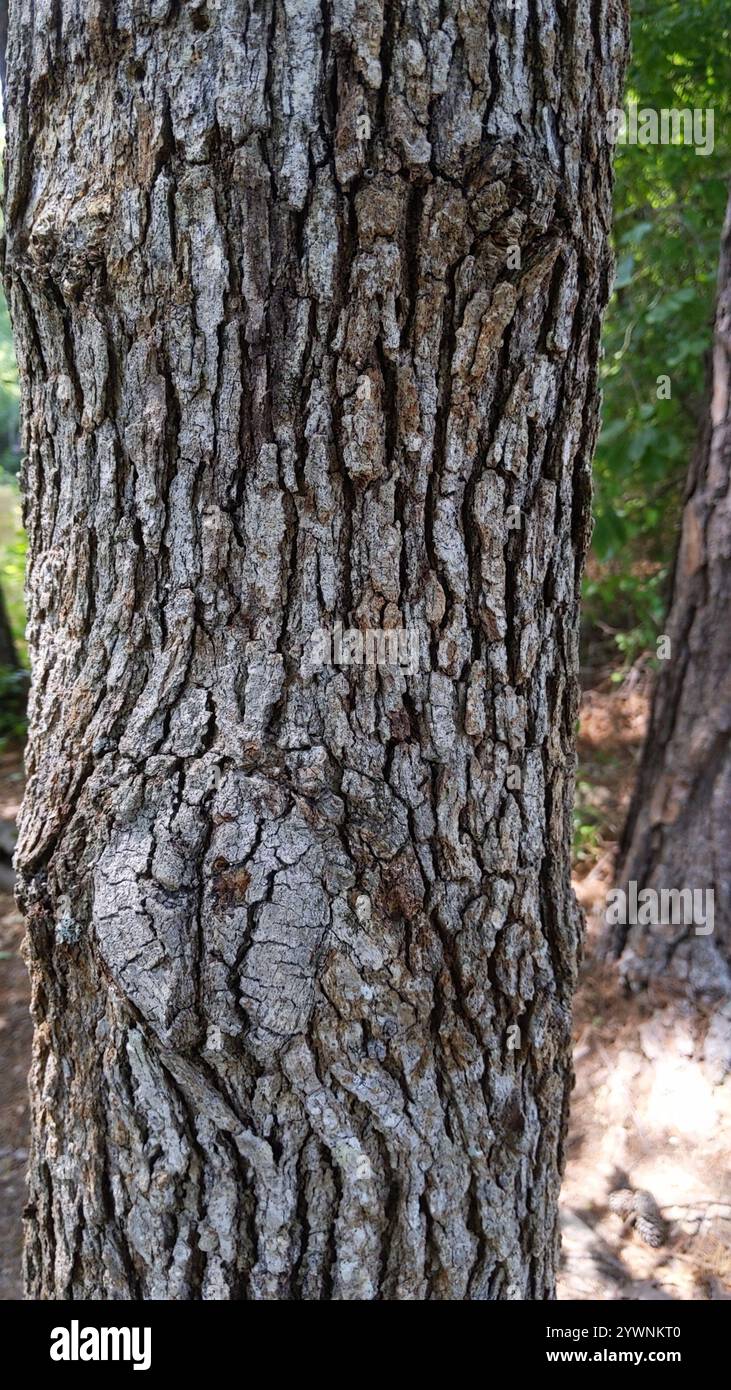 Quercia (Quercus stellata) Foto Stock