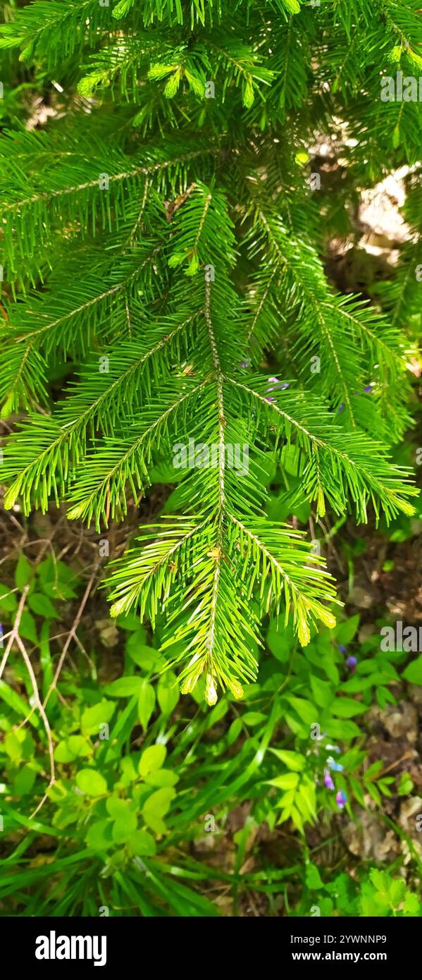 Abete siberiano (Abies sibirica) Foto Stock