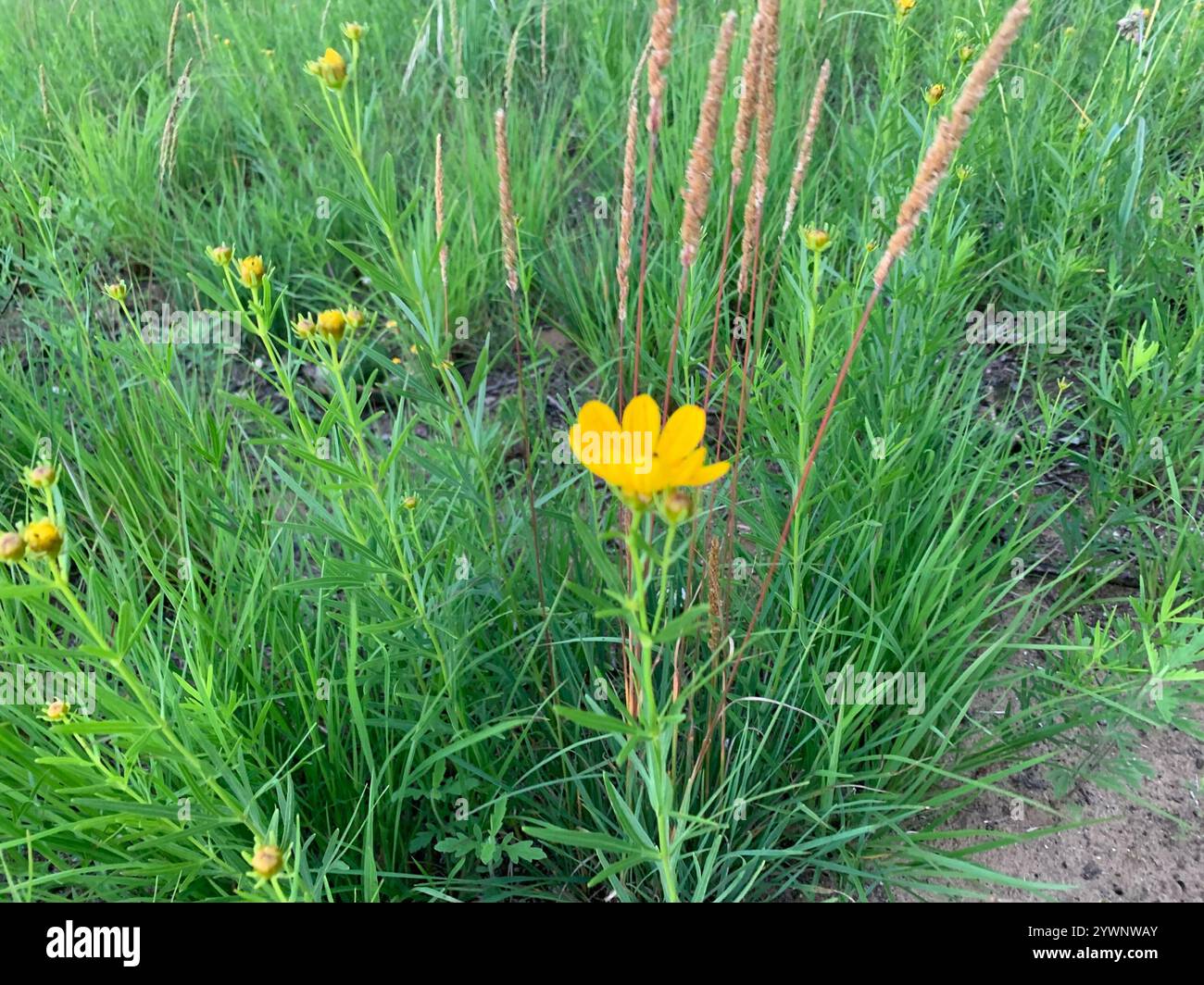 Prairie Coreopsis (Coreopsis palmata) Foto Stock