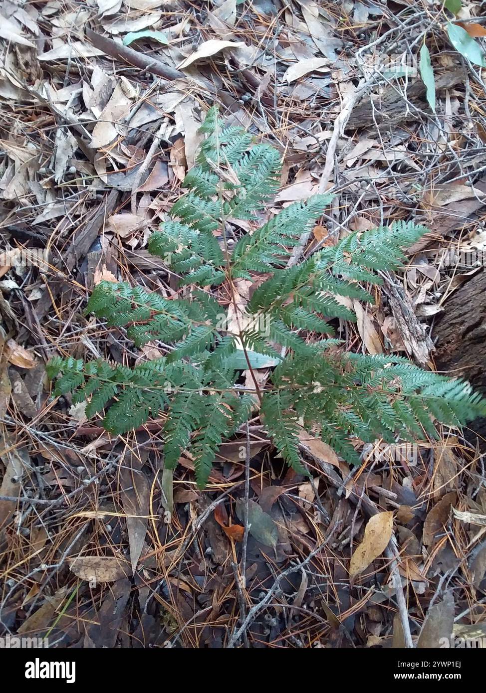 Bracken Austral (Pteridium esculentum) Foto Stock