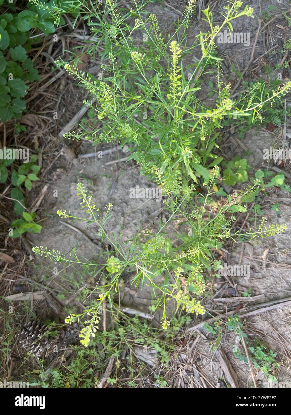 Erbaccia pepata della Virginia (Lepidium virginicum) Foto Stock