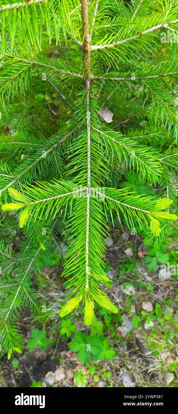 Abete siberiano (Abies sibirica) Foto Stock