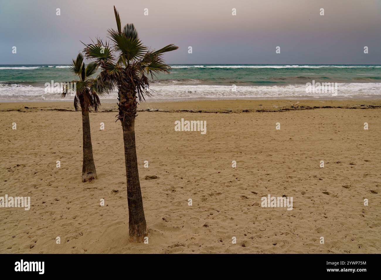 Bellissime palme sulla spiaggia appena prima del tramonto Foto Stock