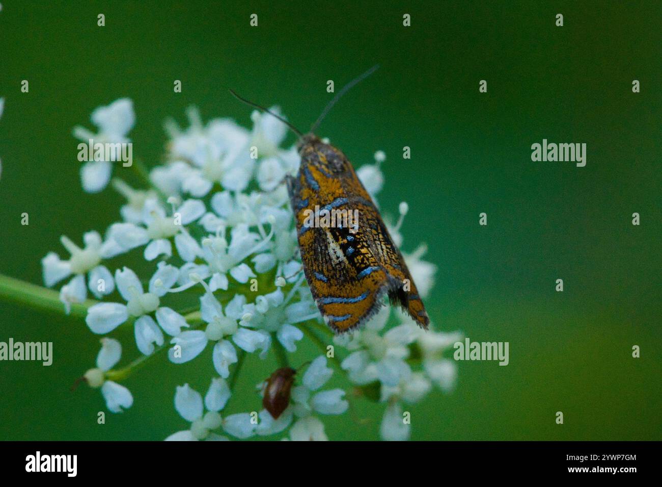 Marmo arcuato (Olethreutes arcuella) Foto Stock