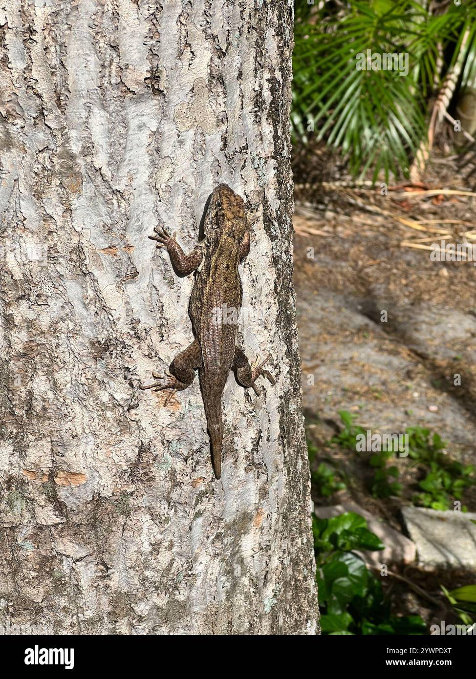 Northern curly-tailed Lizard (Leiocephalus carinatus) Foto Stock