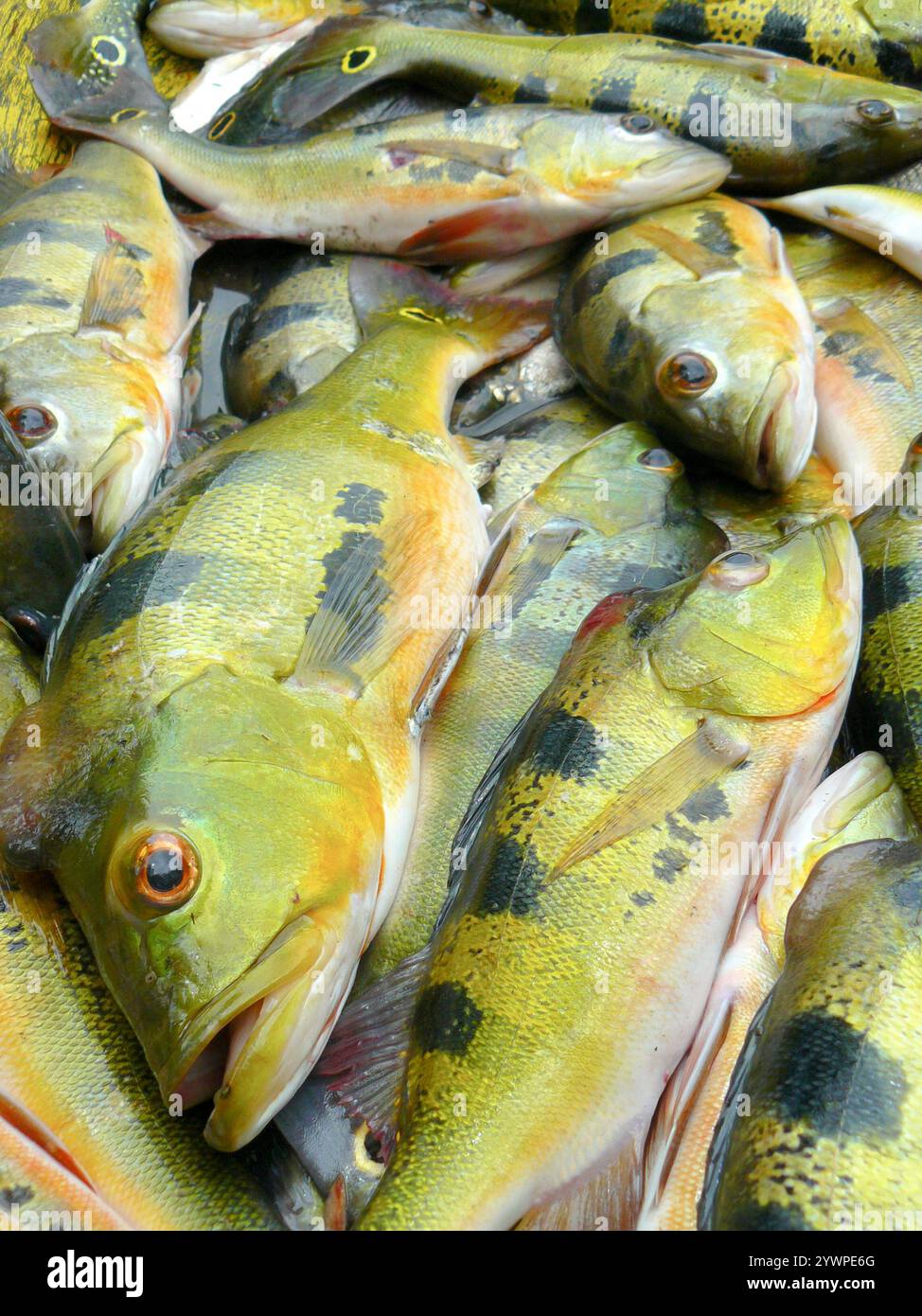 Butterfly Peacock Bass (Cichla ocellaris) Foto Stock