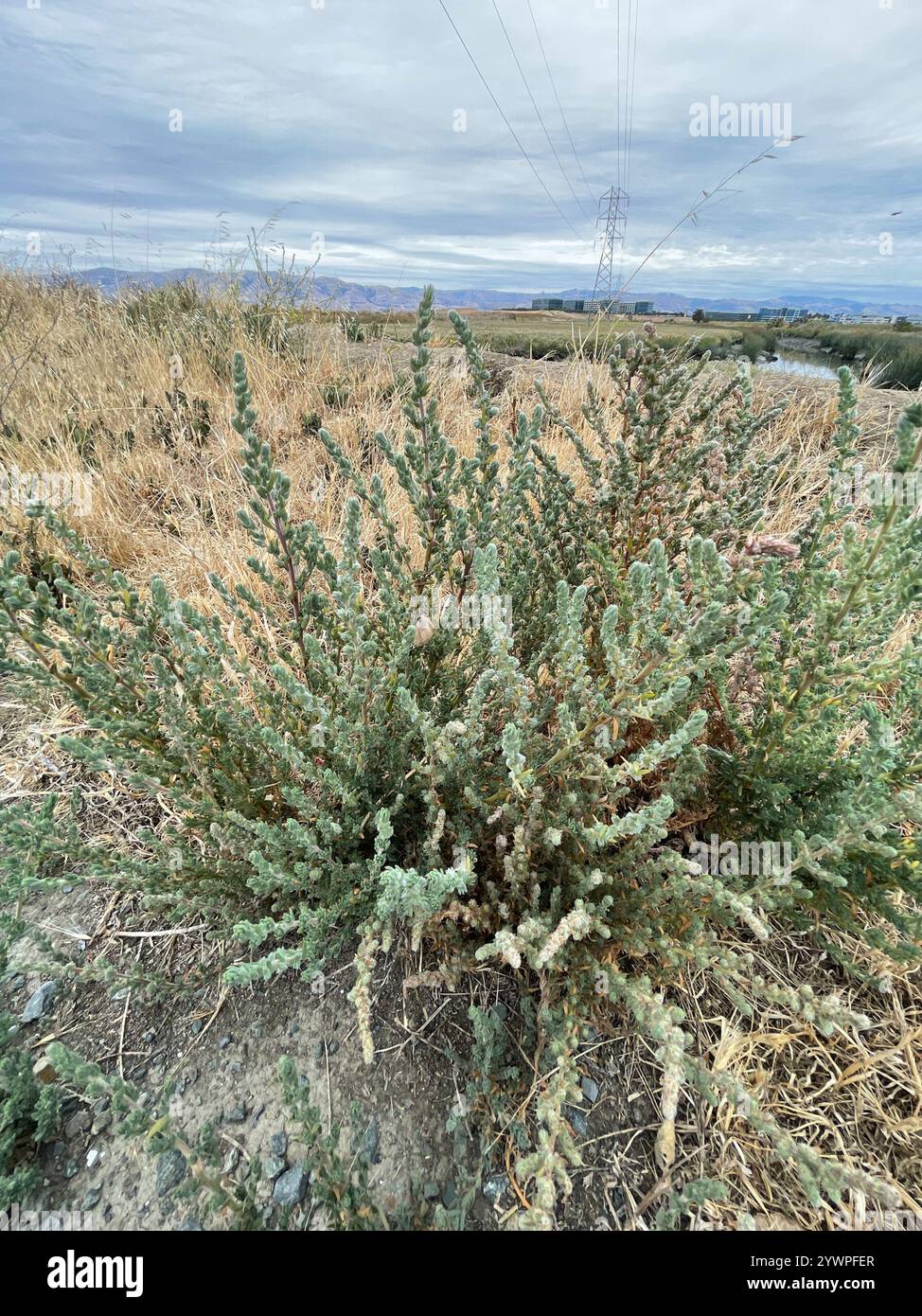 Fivehorn smotherweed (Bassia hyssopifolia) Foto Stock
