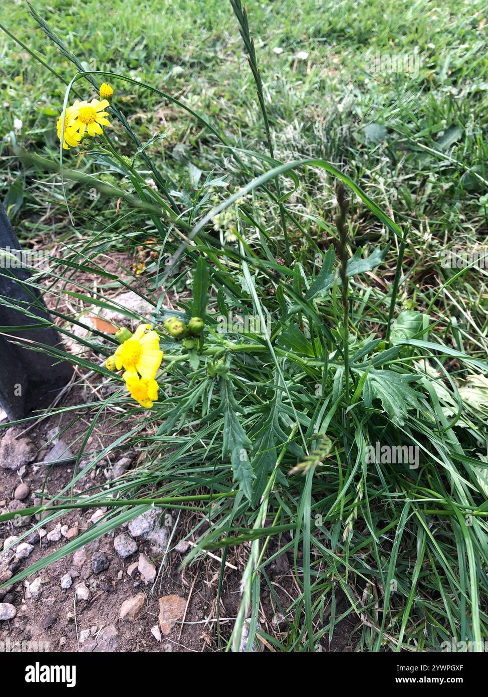 Oxford erba tossica (Senecio squalidus) Foto Stock