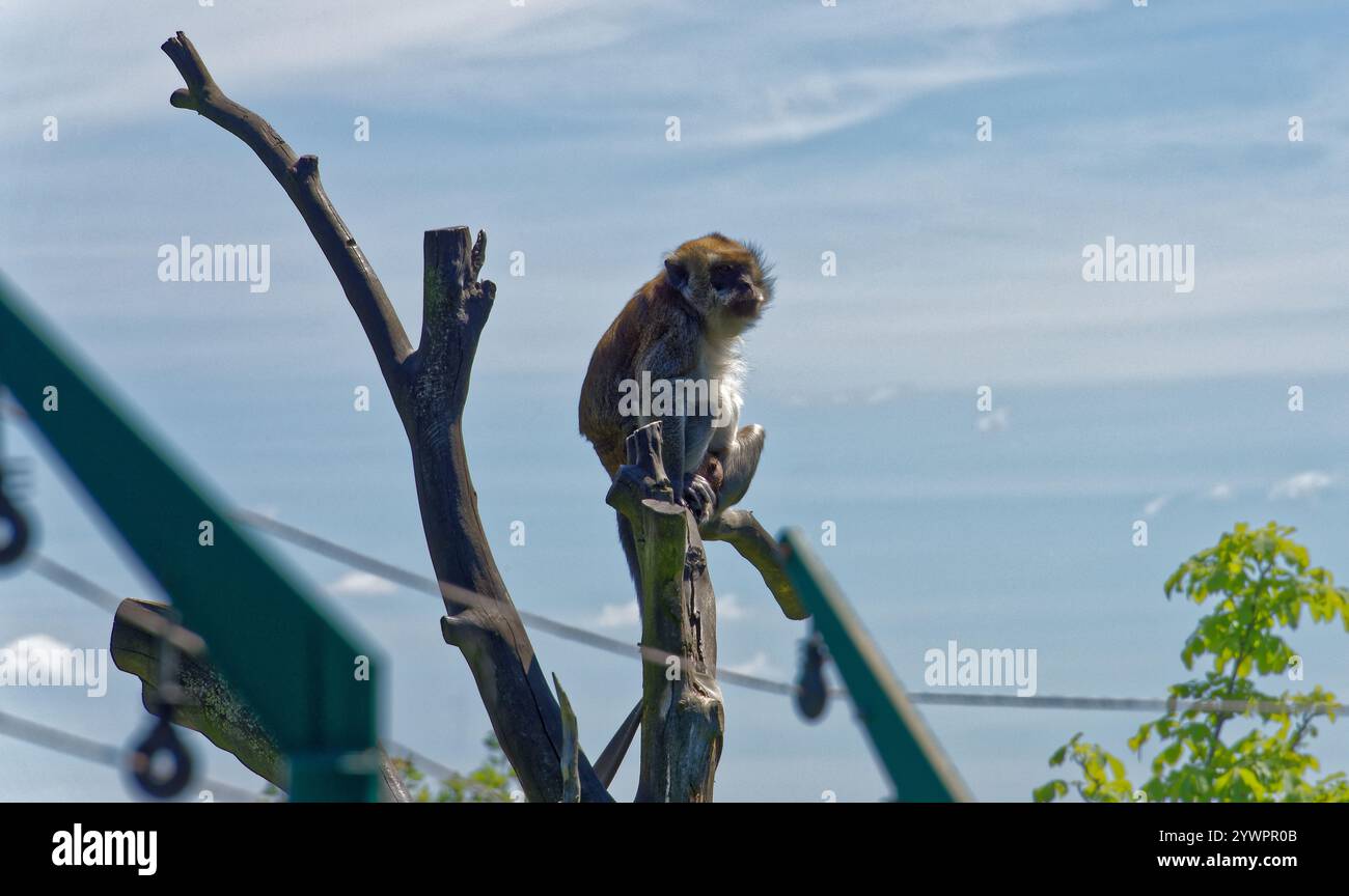 Tábor uno ZOO jeho / Tábor e il suo ZOO Foto Stock