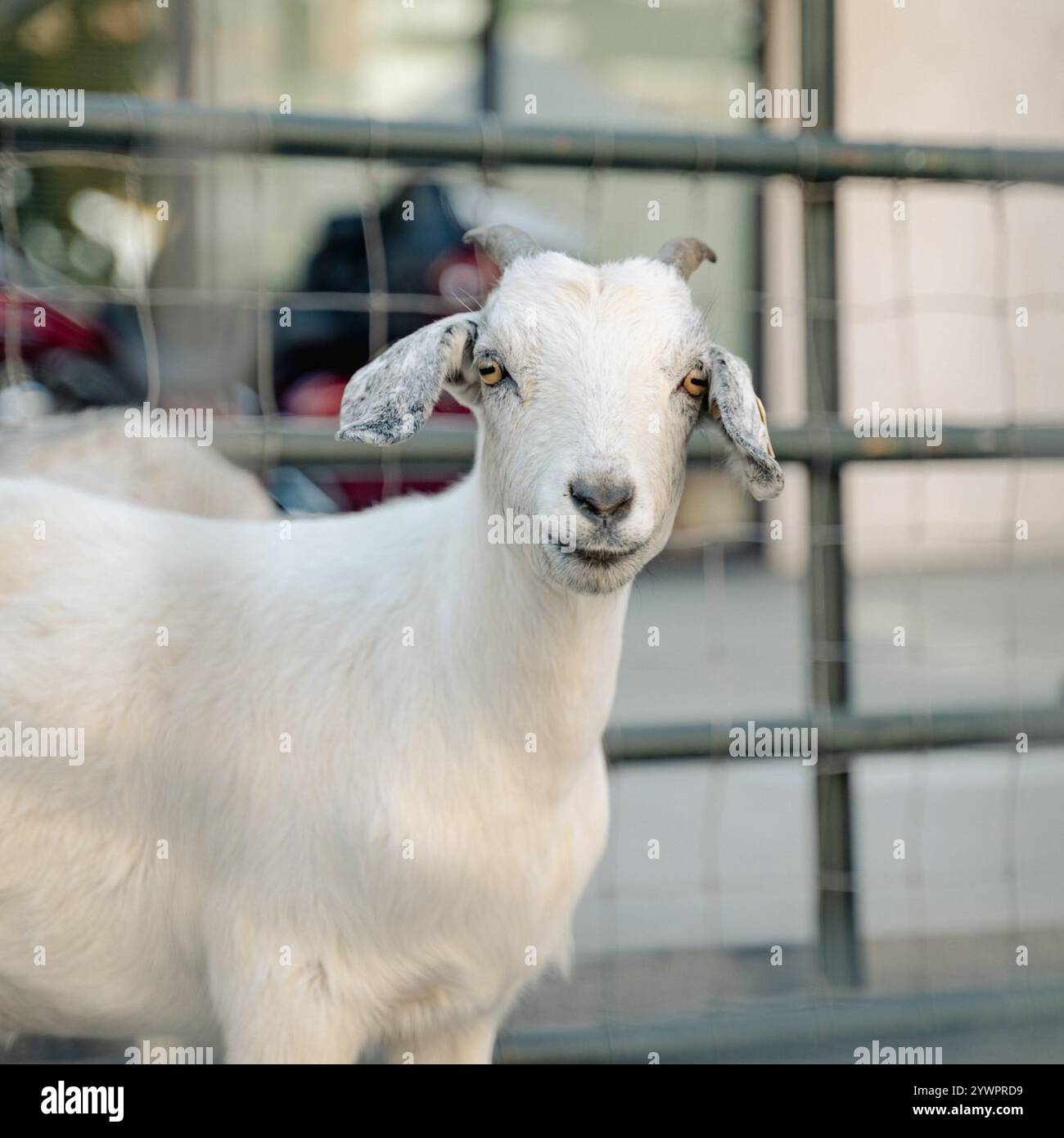 La giovane capra corna con etichetta di identificazione si trova di fronte a una recinzione metallica in un recinto di bestiame durante l'estate, California, Stati Uniti, agosto 2024 Foto Stock