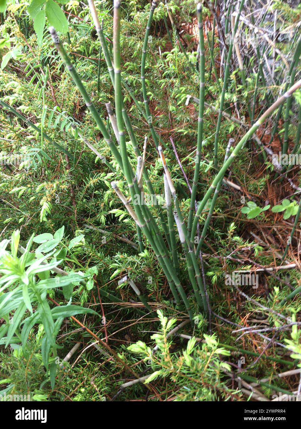 Scouringrush occidentale (Equisetum iemale affine) Foto Stock