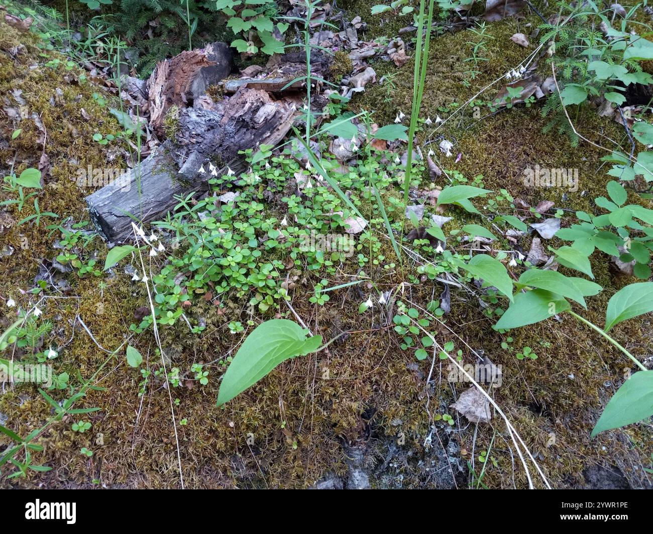 Twinflower (Linnaea borealis) Foto Stock