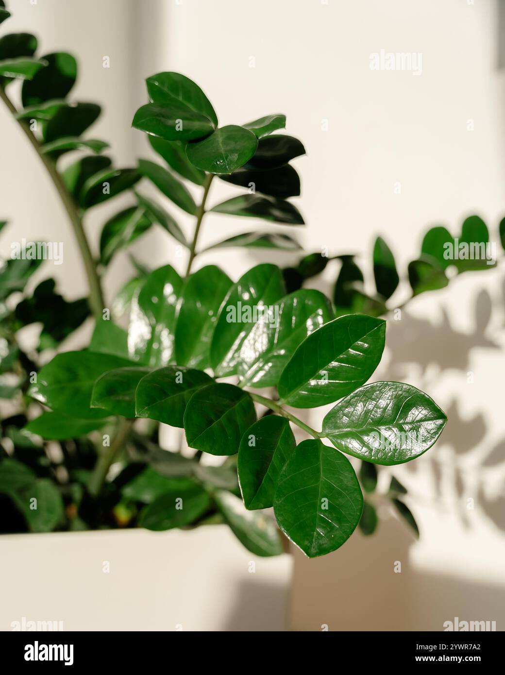Zamiokulkas primo piano sulle foglie alla luce diretta del sole il fiore si trova nell'angolo di una stanza con pareti bianche. Foto di alta qualità Foto Stock