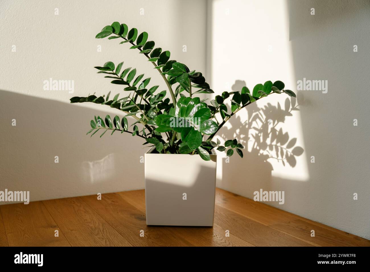 Zamiokulkas primo piano sulle foglie alla luce diretta del sole il fiore si trova nell'angolo di una stanza con pareti bianche. Foto di alta qualità Foto Stock