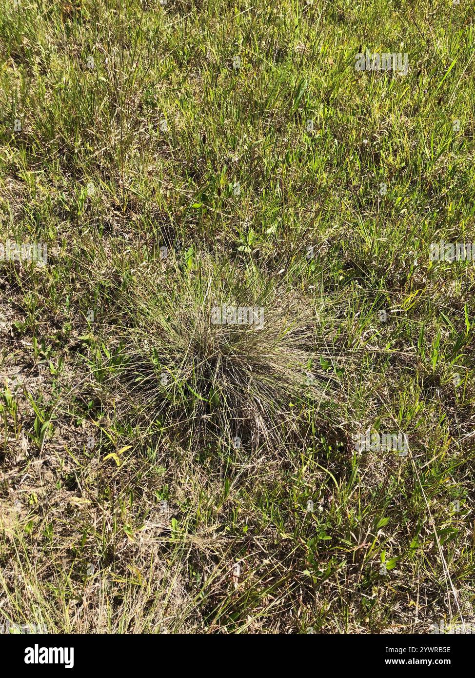 Muhlenbergia capillaris (Hairawn Muhly) Foto Stock