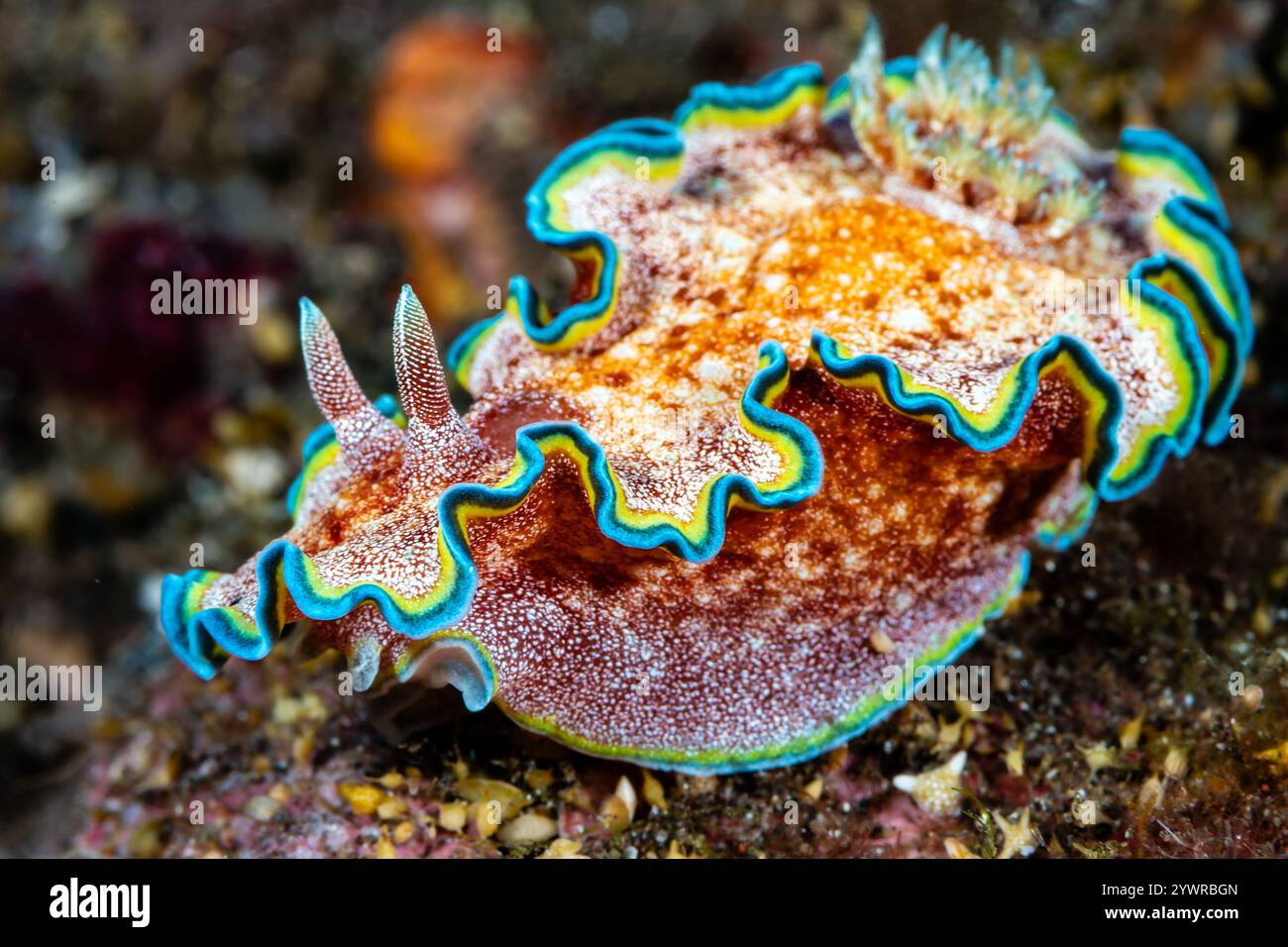 Primo piano di una Nudibranch (Glossodoris acosti) su una barriera corallina tropicale a Bali, Indonesia Foto Stock