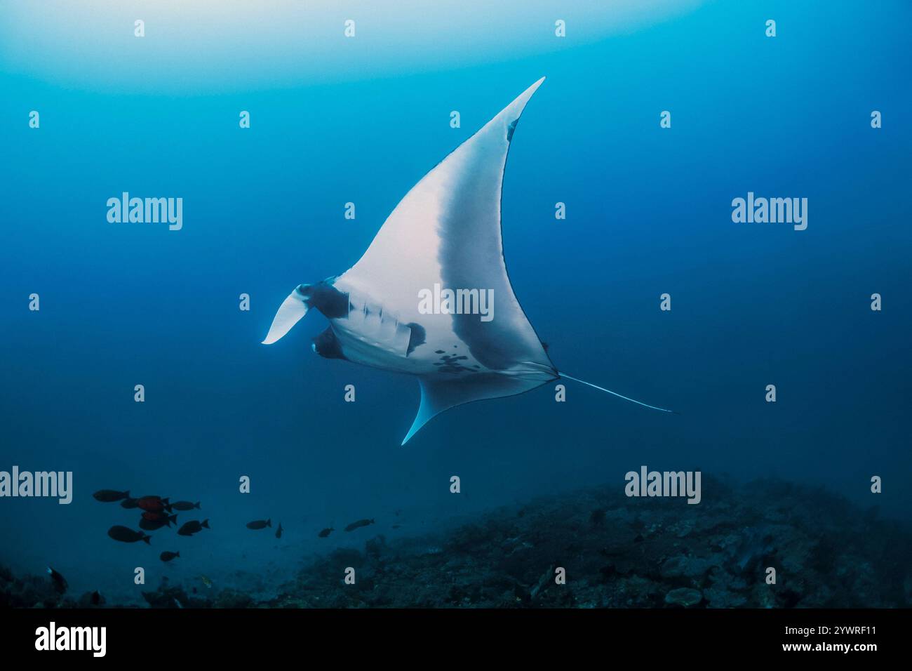 Manta oceanica gigante, Mobula birostris, ex Manta birostris, Raja Ampat, Papua occidentale, Indonesia, Oceano Indo-Pacifico Foto Stock