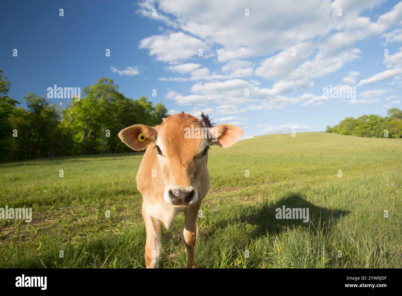 Baby Jerry vitelli di mucca in un campo Foto Stock