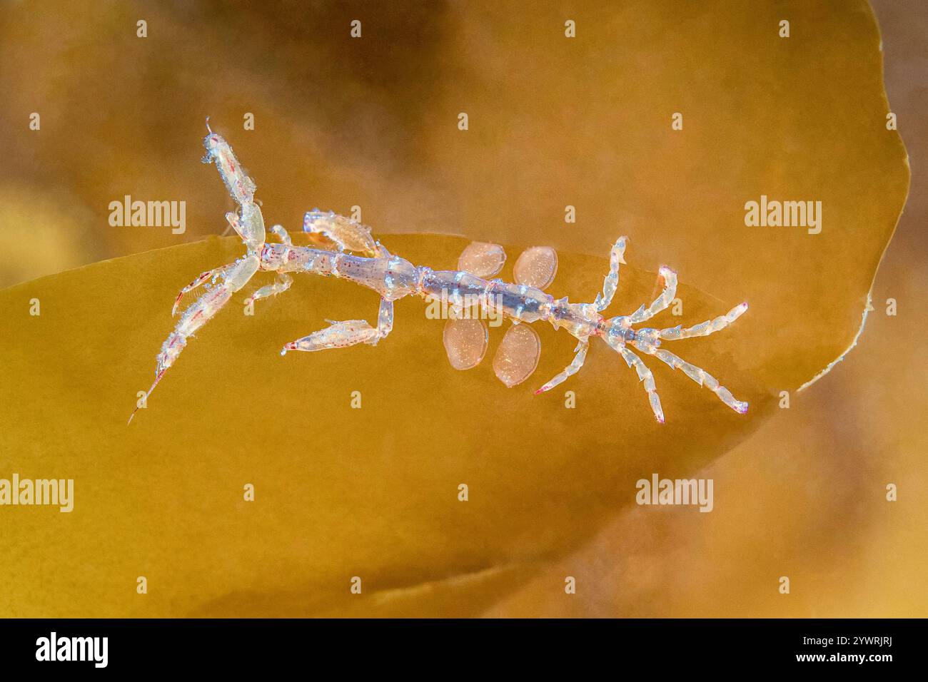 Gamberi scheletrici, Caprella sp., con covata formata da estensioni delle coxae (oostegiti), Three Tree Point, Puget Sound, Salish Sea, Burien, era Foto Stock