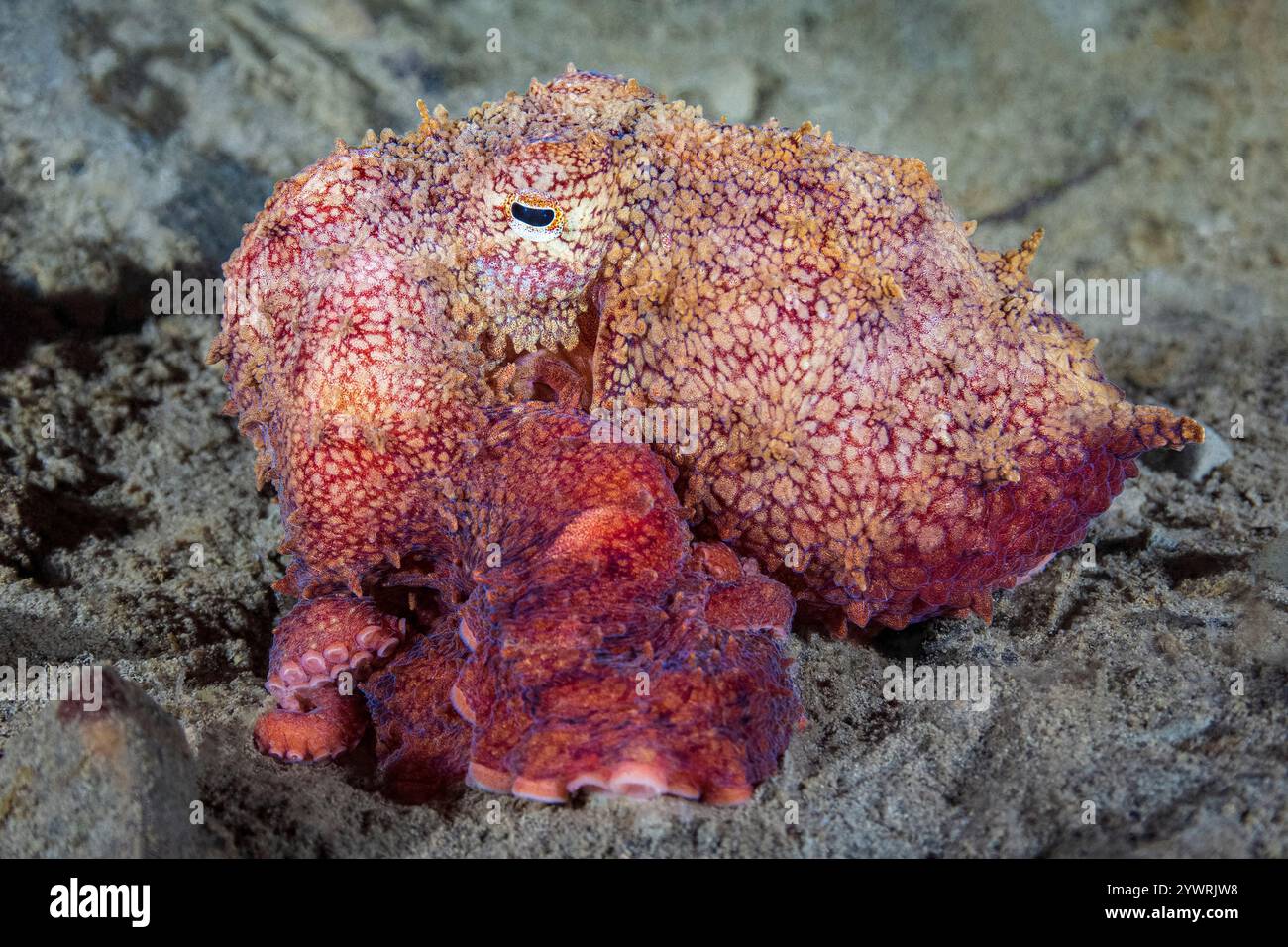 Polpo rosso del Pacifico orientale, Octopus rubescens, alias ruby Poltopus, Sund Rock, Hood Canal, Salish Sea, Hoodsport, Washington, Stati Uniti, Oceano Pacifico settentrionale Foto Stock