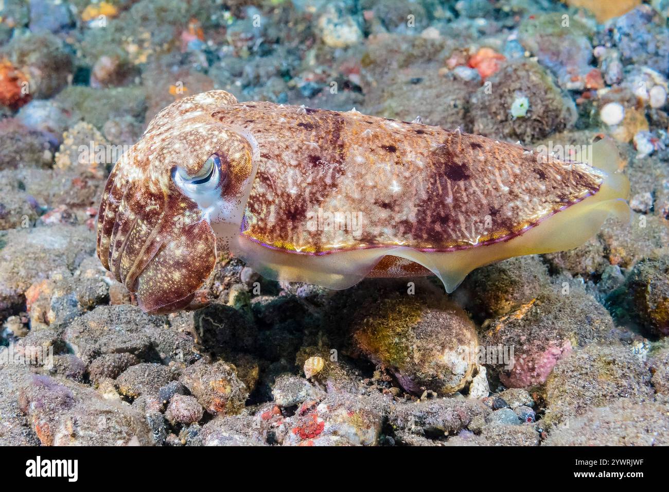 Seppia latimanus, juvenile, Bali, Indonesia, oceano Indo-Pacifico Foto Stock