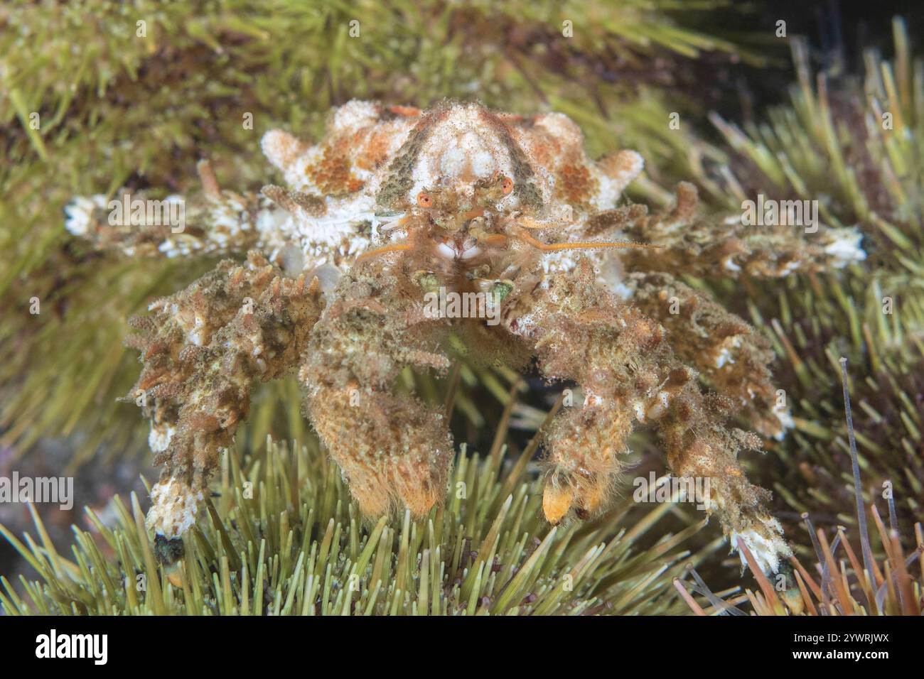 Riccio di mare verde Strongylocentrotus droebachiensis, granchio cardiaco Phyllolithodes papillosus, molo di Keystone Fort Casey Underwater Park Admiralty Bay sali Foto Stock
