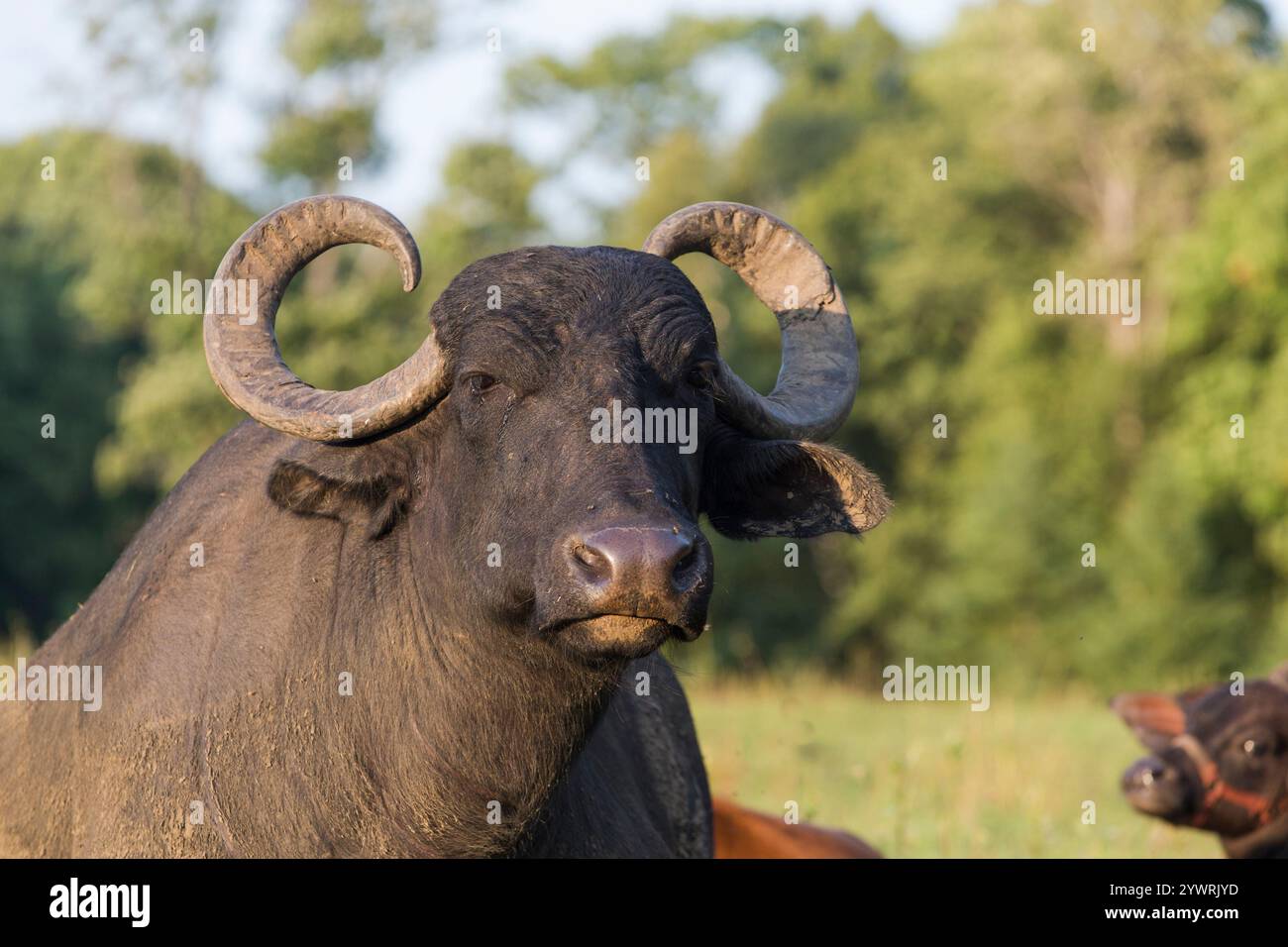 Un grande bufalo d'acqua femminile con grandi corna. Foto Stock