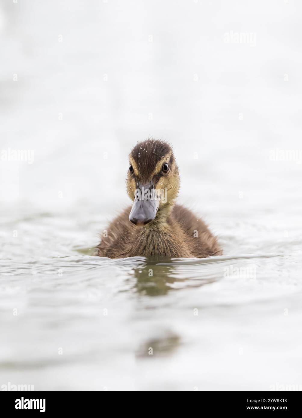 Anatra al germoglio [ Anas platyrhynchos ] sull'acqua Foto Stock