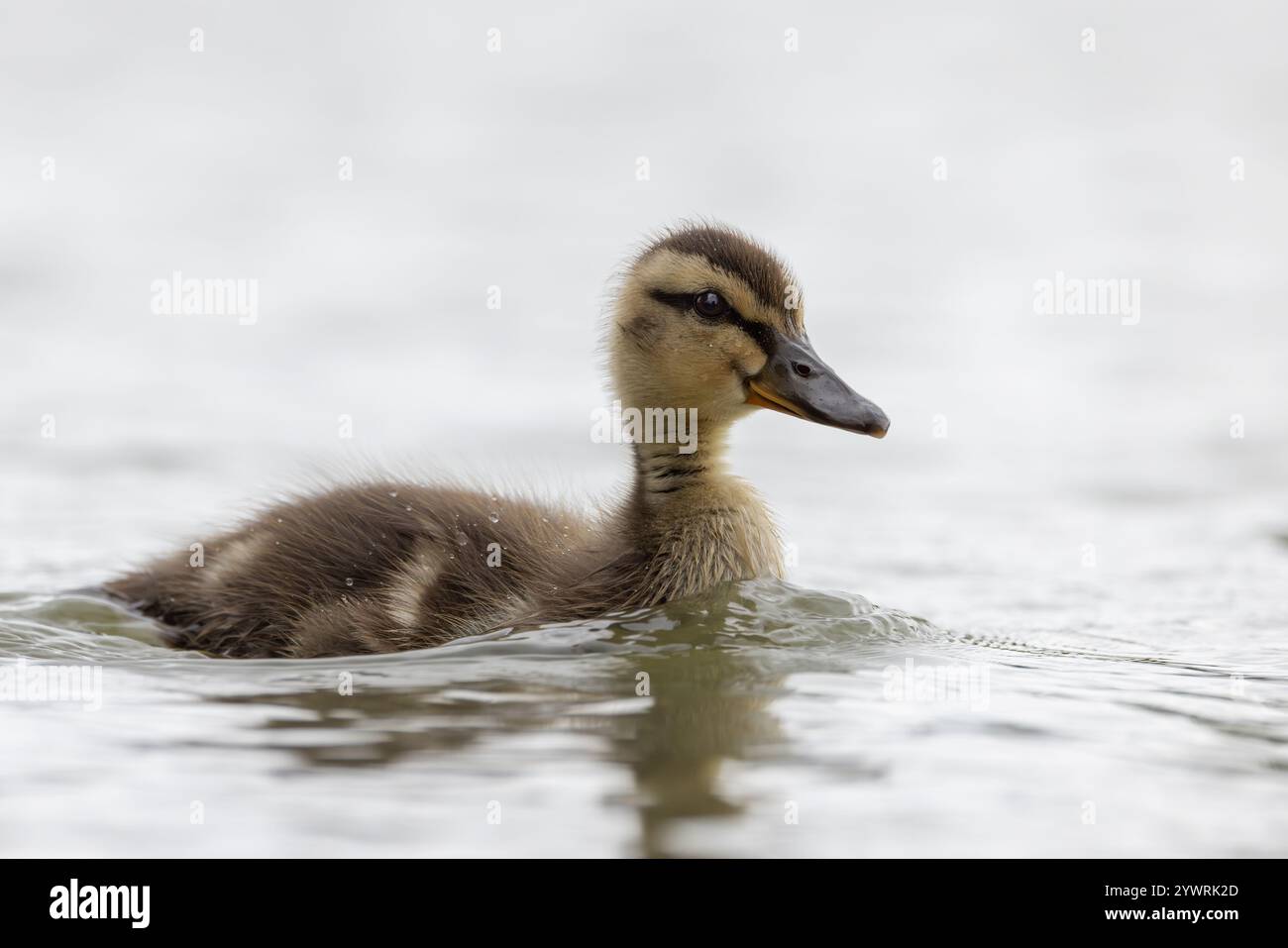 Anatra al germoglio [ Anas platyrhynchos ] sull'acqua Foto Stock