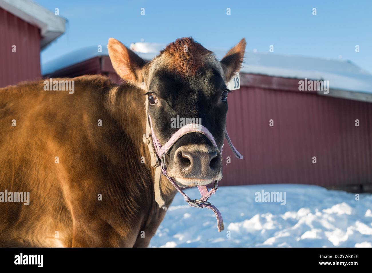 Una mucca in maglia sta in un campo Foto Stock
