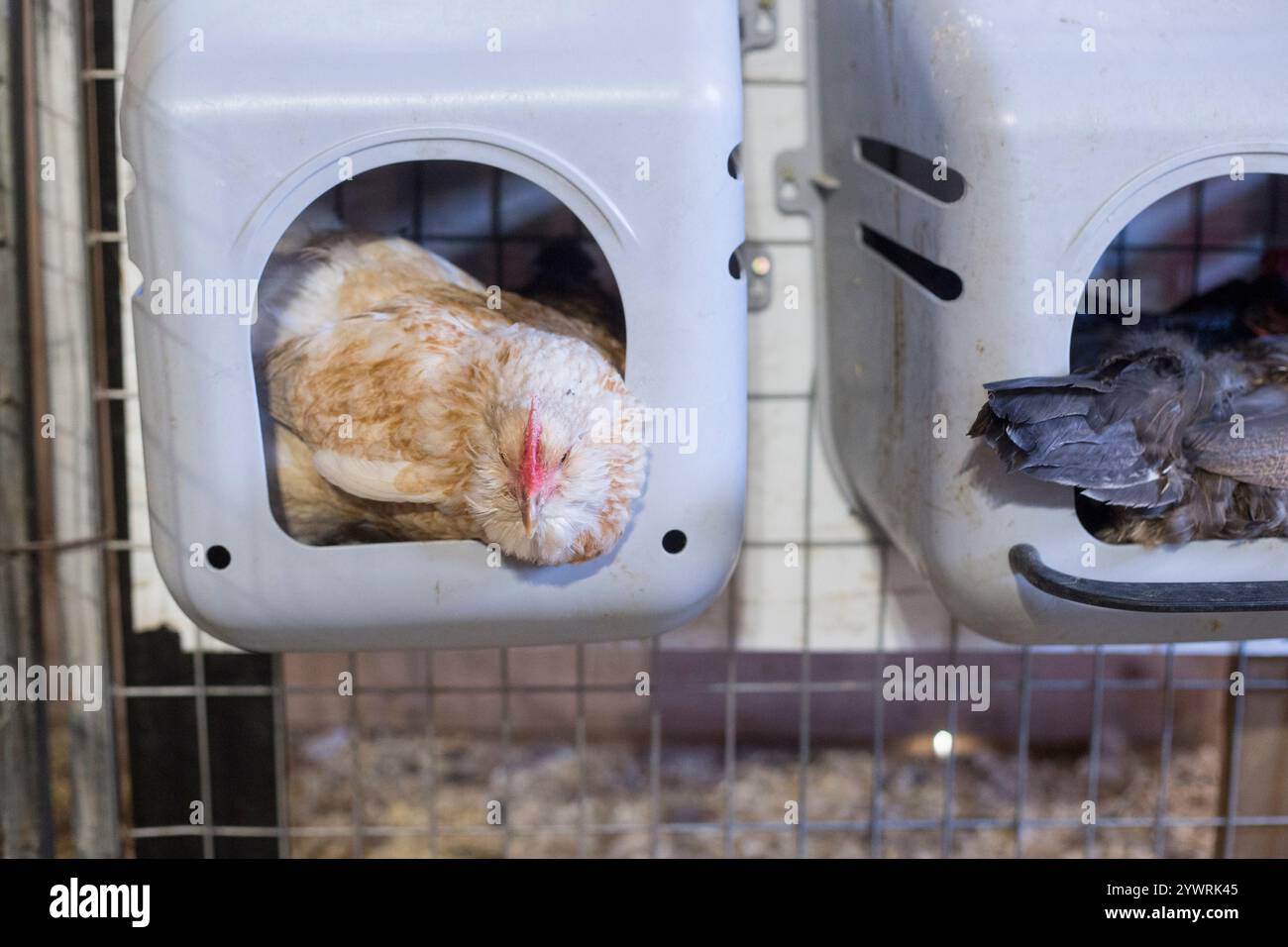 Pollo in un fienile che dedica uova Foto Stock