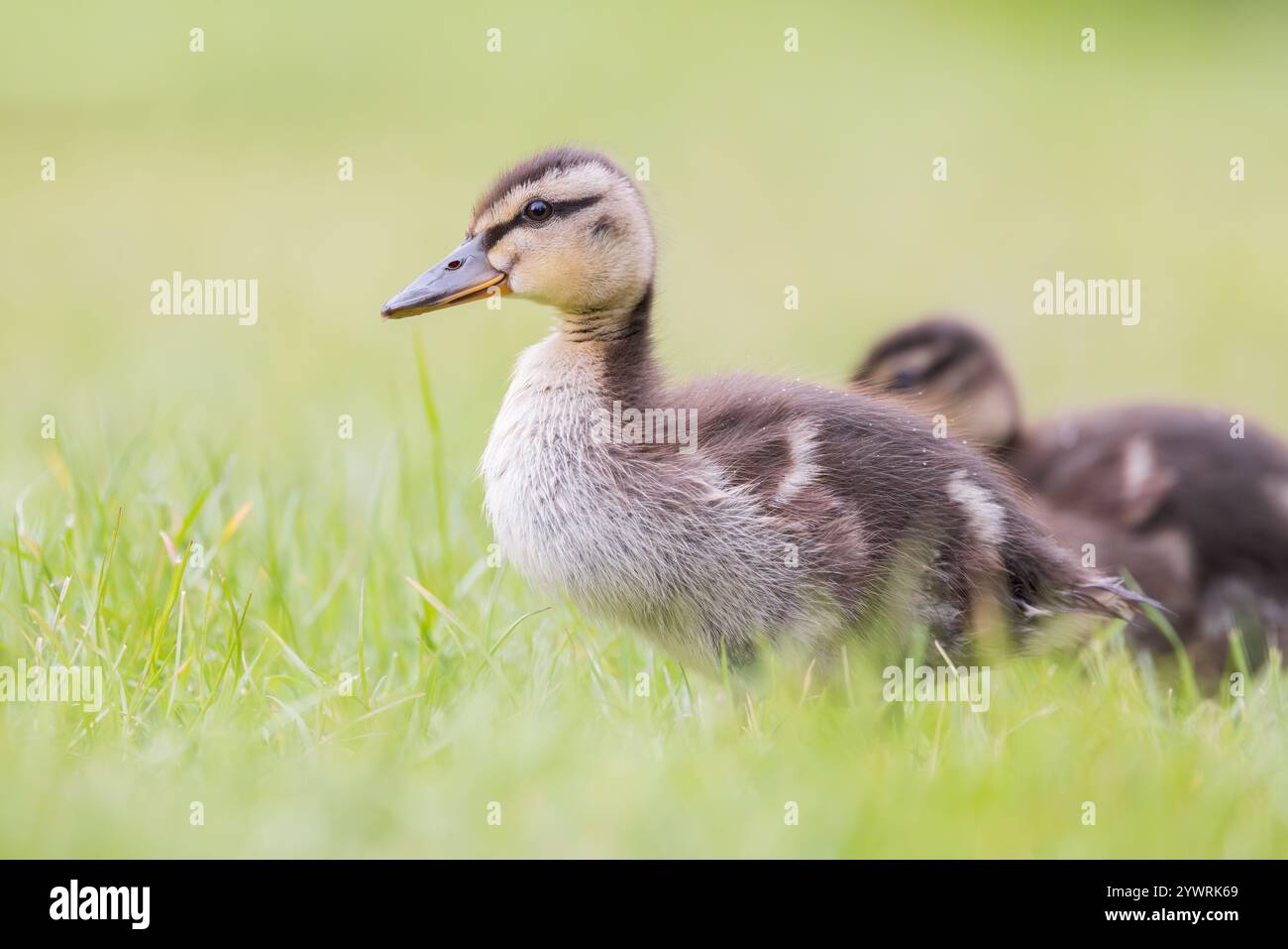 Mallard Ducklings [ Anas platyrhynchos ] su erba Foto Stock
