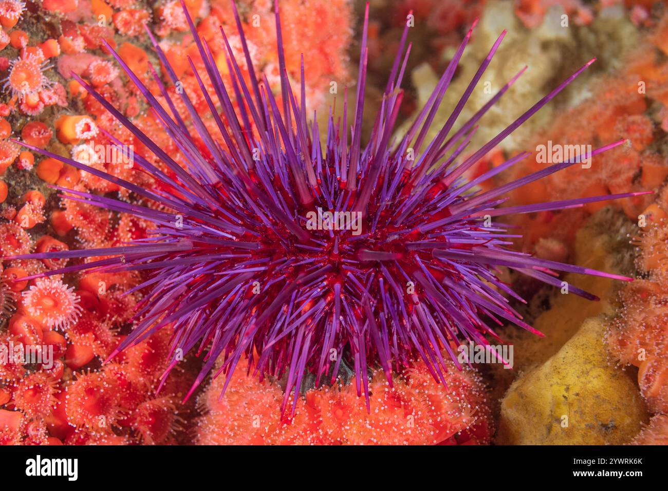 Discovery Passage Quadra Island Salish Sea Campbell River Vancouver Island Columbia Britannica Canada, riccio di mare Rosso Mesocentrotus franciscanus, Strawbe Foto Stock