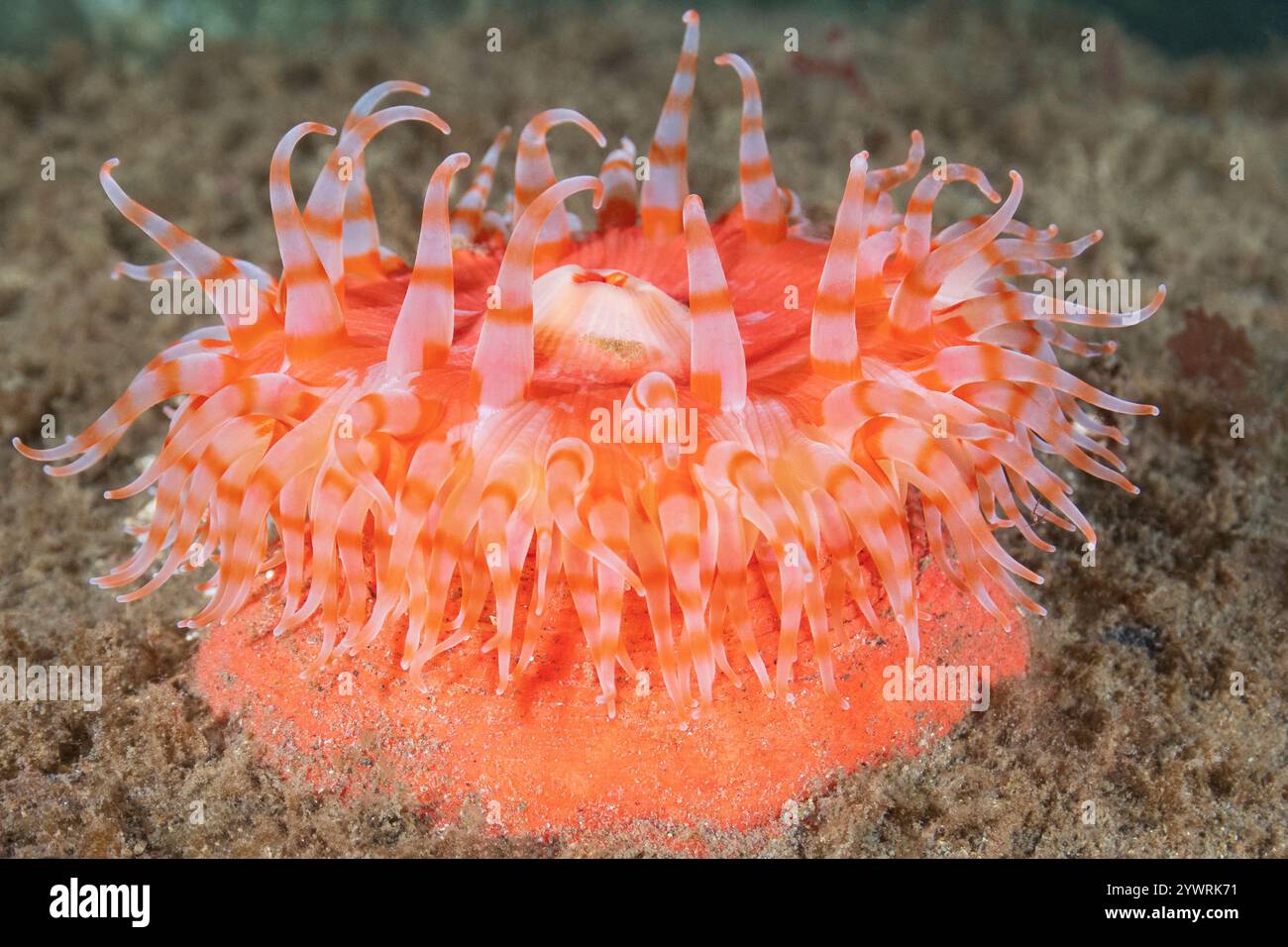 Discovery Passage Quadra Island Salish Sea Campbell River Vancouver Island Columbia Britannica Canada, nuoto anemone Stomphia Didemon Foto Stock