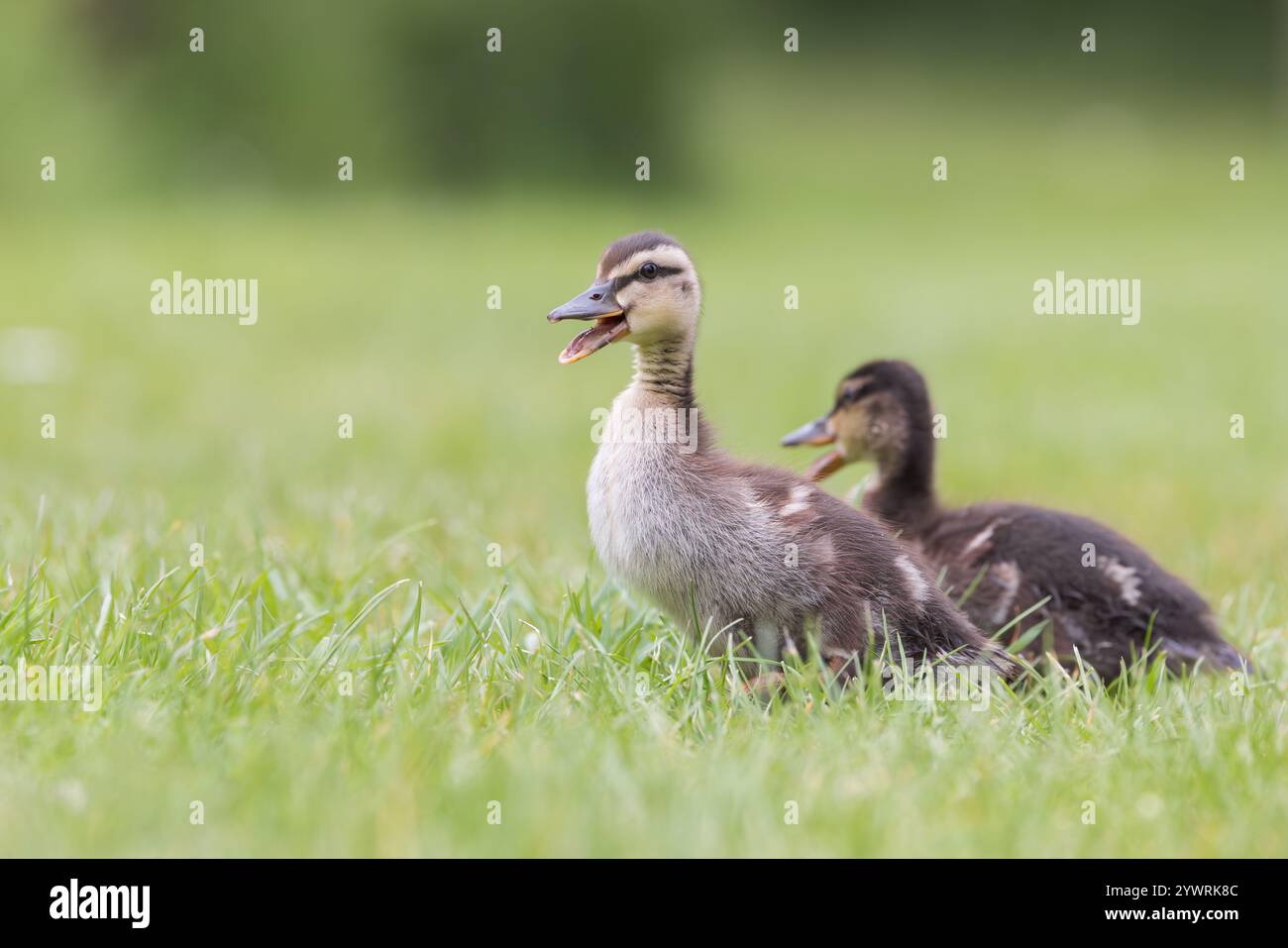 Mallard Ducklings [ Anas platyrhynchos ] su erba Foto Stock