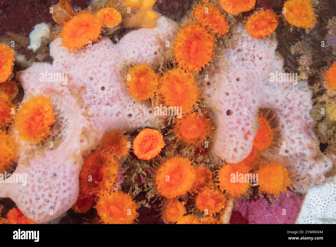 Discovery Passage Quadra Island Salish Sea Campbell River Vancouver Island Columbia Britannica Canada, Orange Cup Coral Balanophyllia elegans, Pink spong Foto Stock