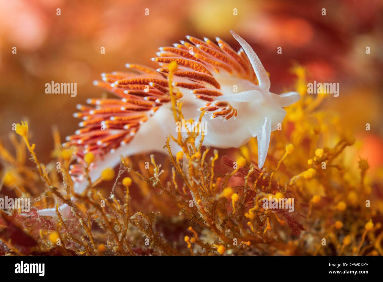 California Sticky Hydroid Eudendrium californicum, Discovery Passage Quadra Island Salish Sea Campbell River Vancouver Island Columbia Britannica Canada, Foto Stock