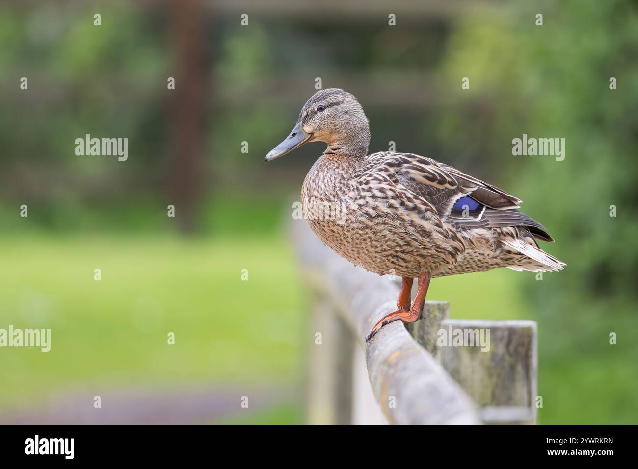 Mallard [ Anas platyrhynchos ] uccello femminile sulla recinzione Foto Stock