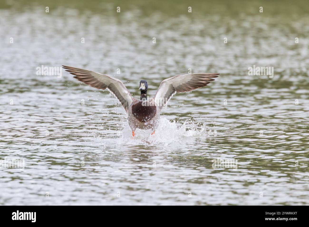 Mallard [ Anas platyrhynchos ] uccello maschio che atterra sul lago con spruzzi Foto Stock