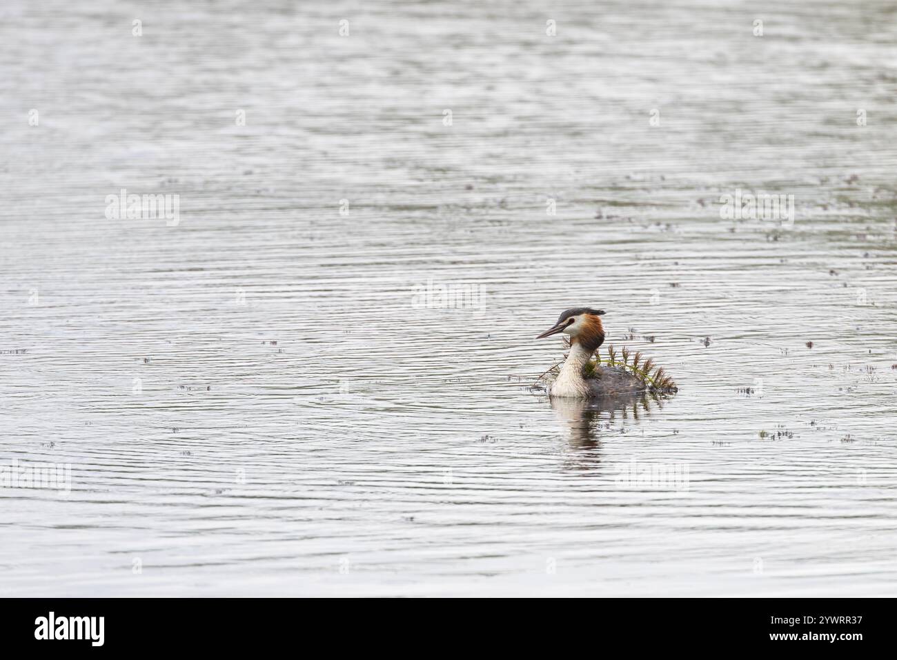 Great Crested Grebe [ Podiceps Cristatus ] con erba sulla schiena Foto Stock