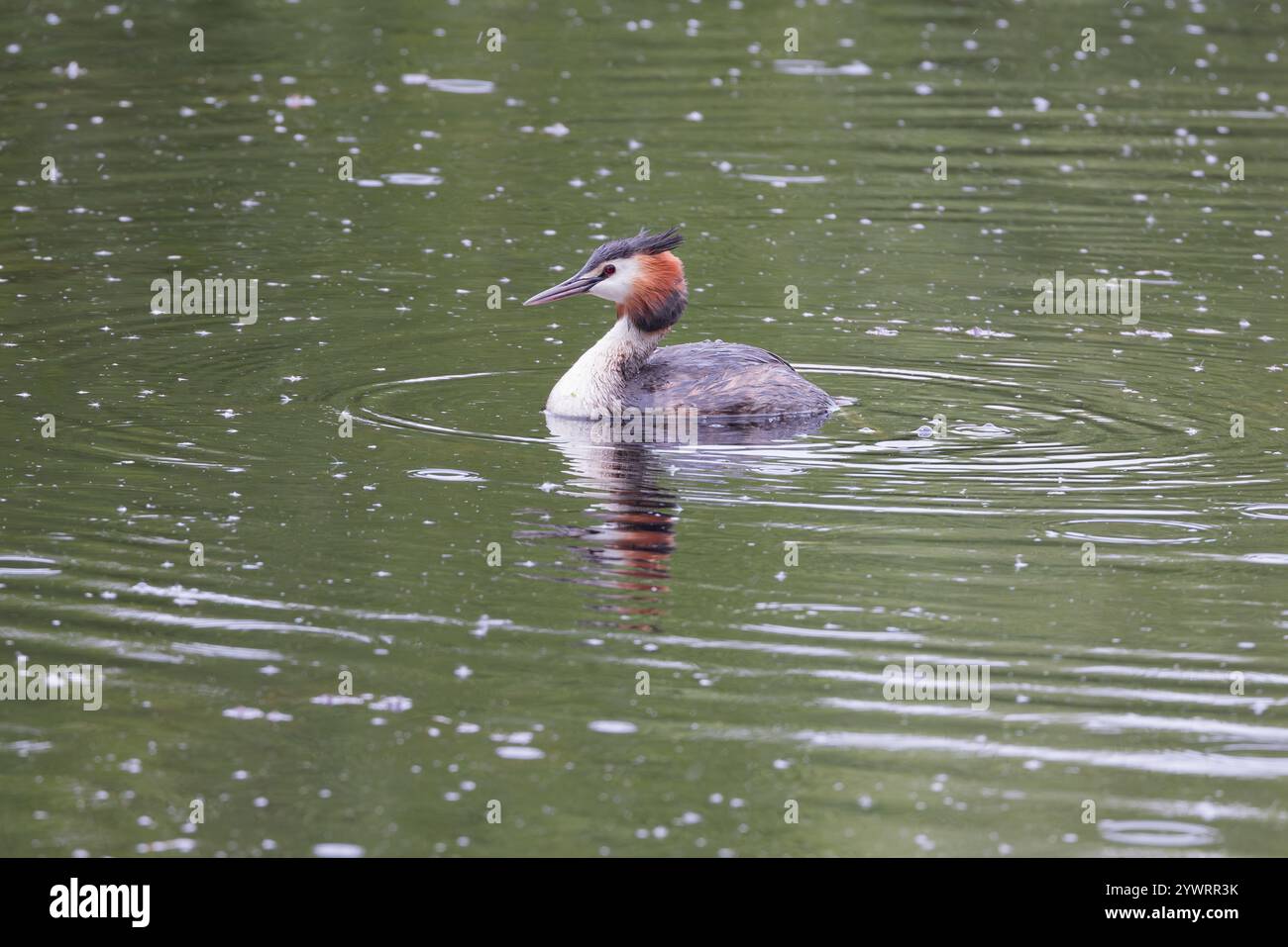 Great Crested Grebe [ Podiceps Cristatus ] con riflesso Foto Stock
